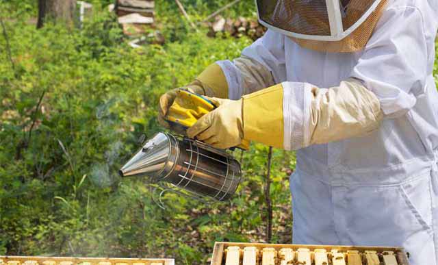 Дымарь для пчел — какой выбрать и как пользоваться