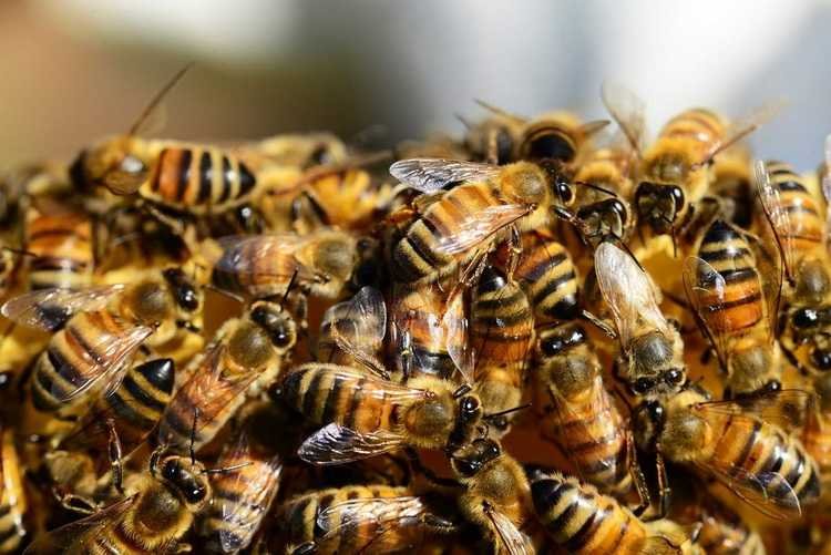 Какое количество пчел в одном улье?