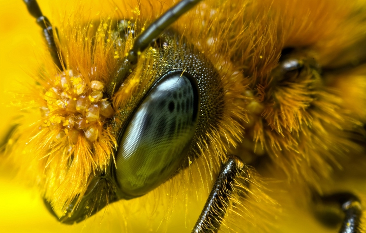 Какое количество пчел в одном улье?