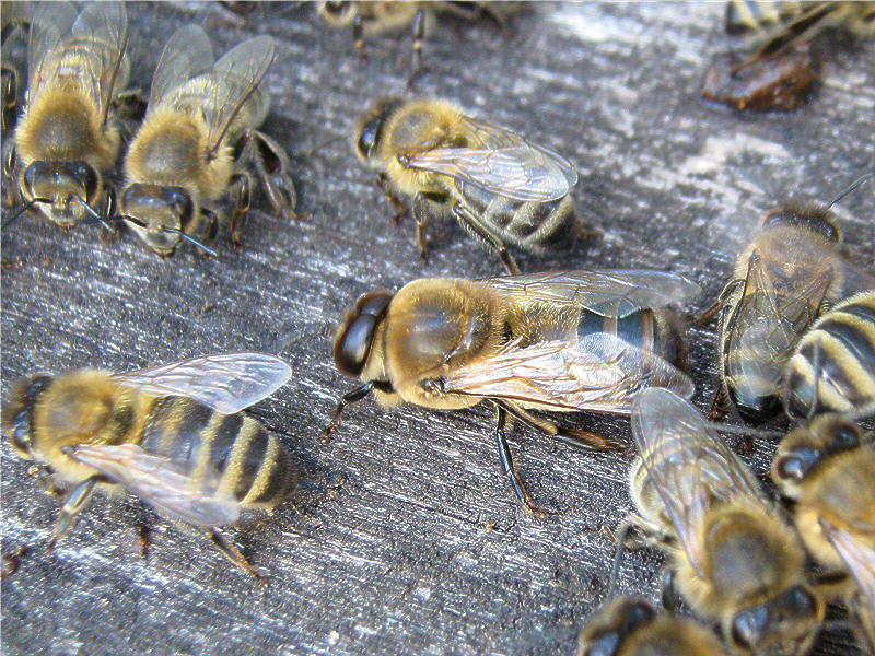 Кто такие пчелы трутни? Их функции в семье