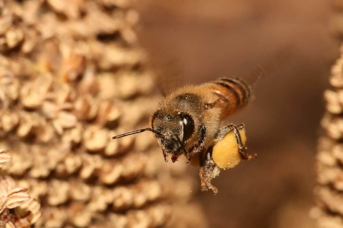 Сколько живет медоносная пчела?