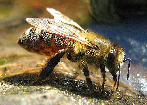 Лечение грыж пчелиным ядом