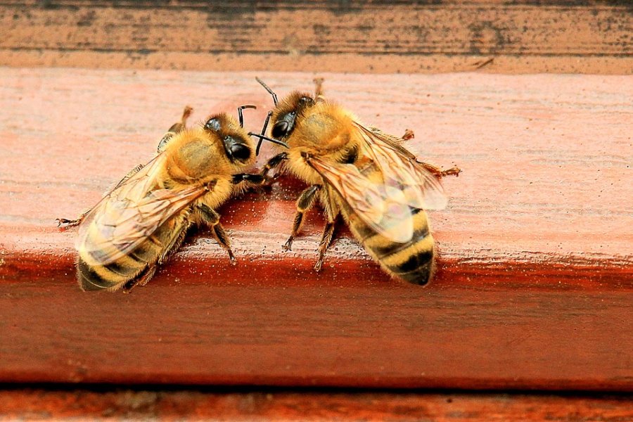 Какие растения любят опылять пчелы?