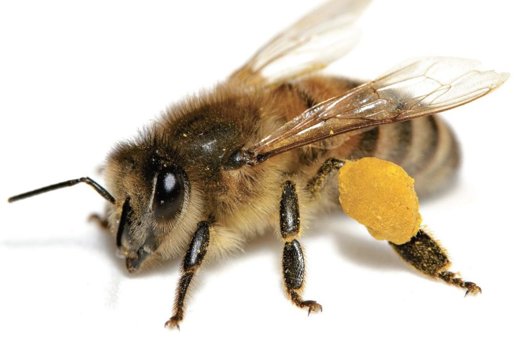 Как избавиться от пчел соседей