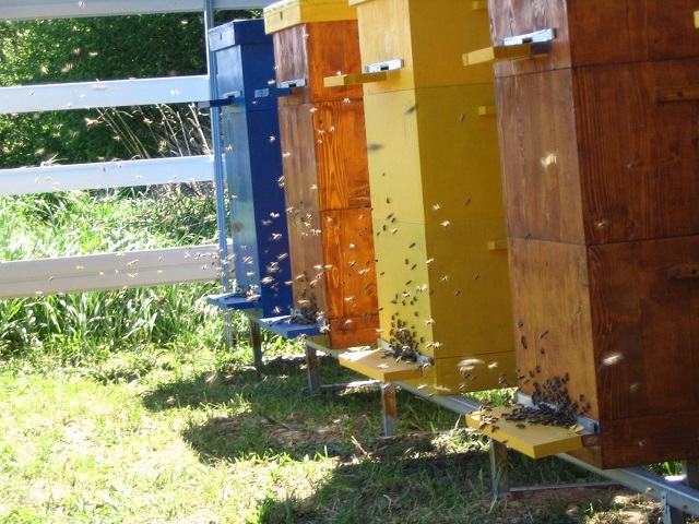 29995 Как избавиться от пчел соседей