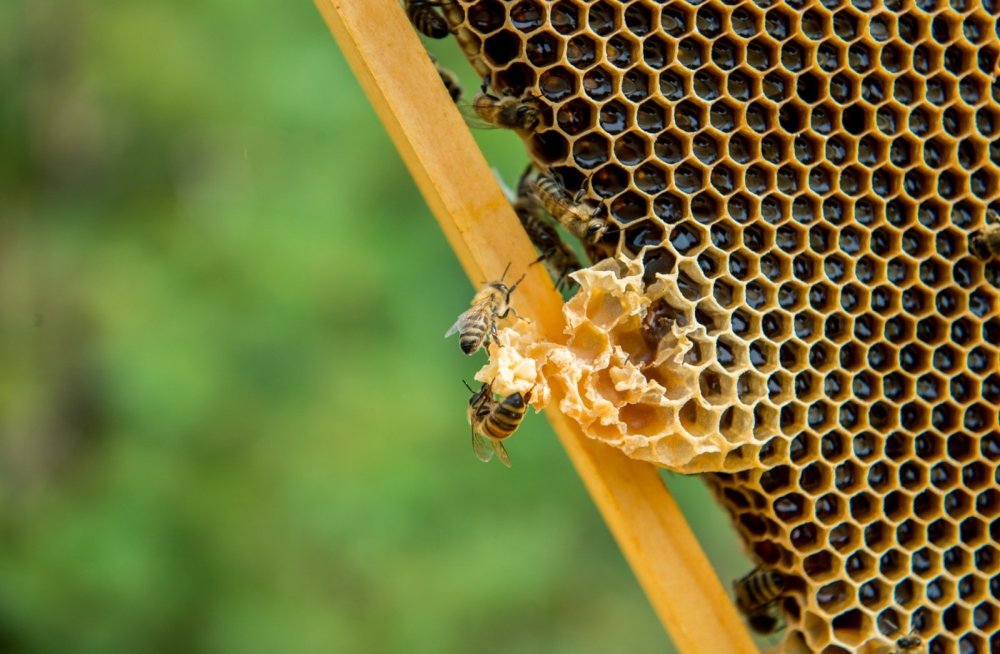 Как избавиться от пчел соседей