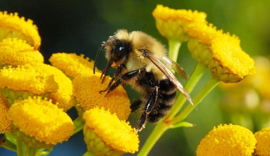 Все о пчелах для детей