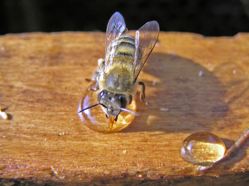 Лечим пчел тимолом