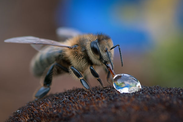 Строение медоносной пчелы