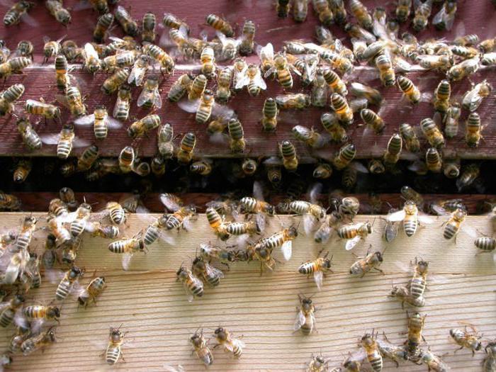 Строение медоносной пчелы