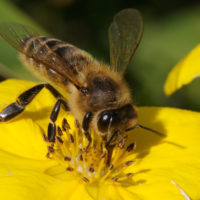 30073 Строение медоносной пчелы