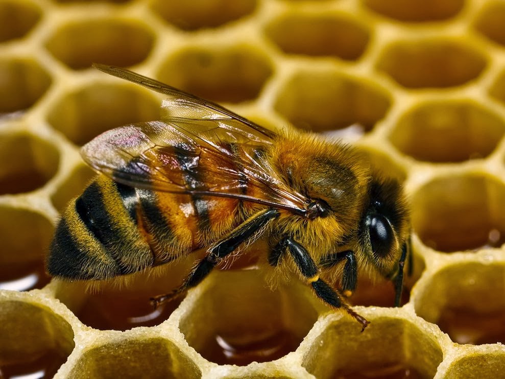 30079 Признаки болезней пчел