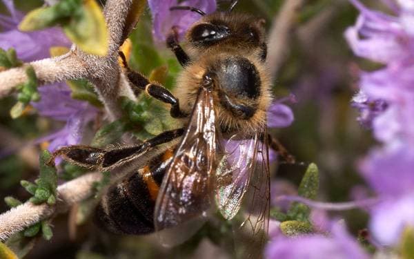 Признаки болезней пчел