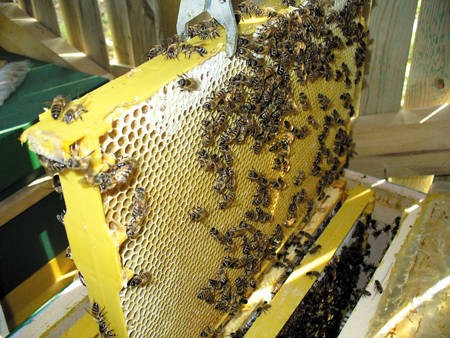 Что влияет на численность пчелиных семей
