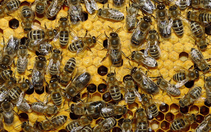 Рабочие пчелы : от рождения до старости