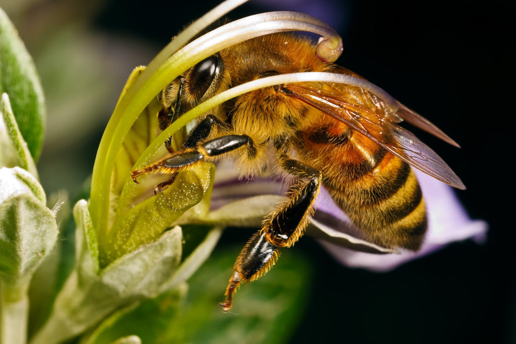 30116 Рабочие пчелы : от рождения до старости