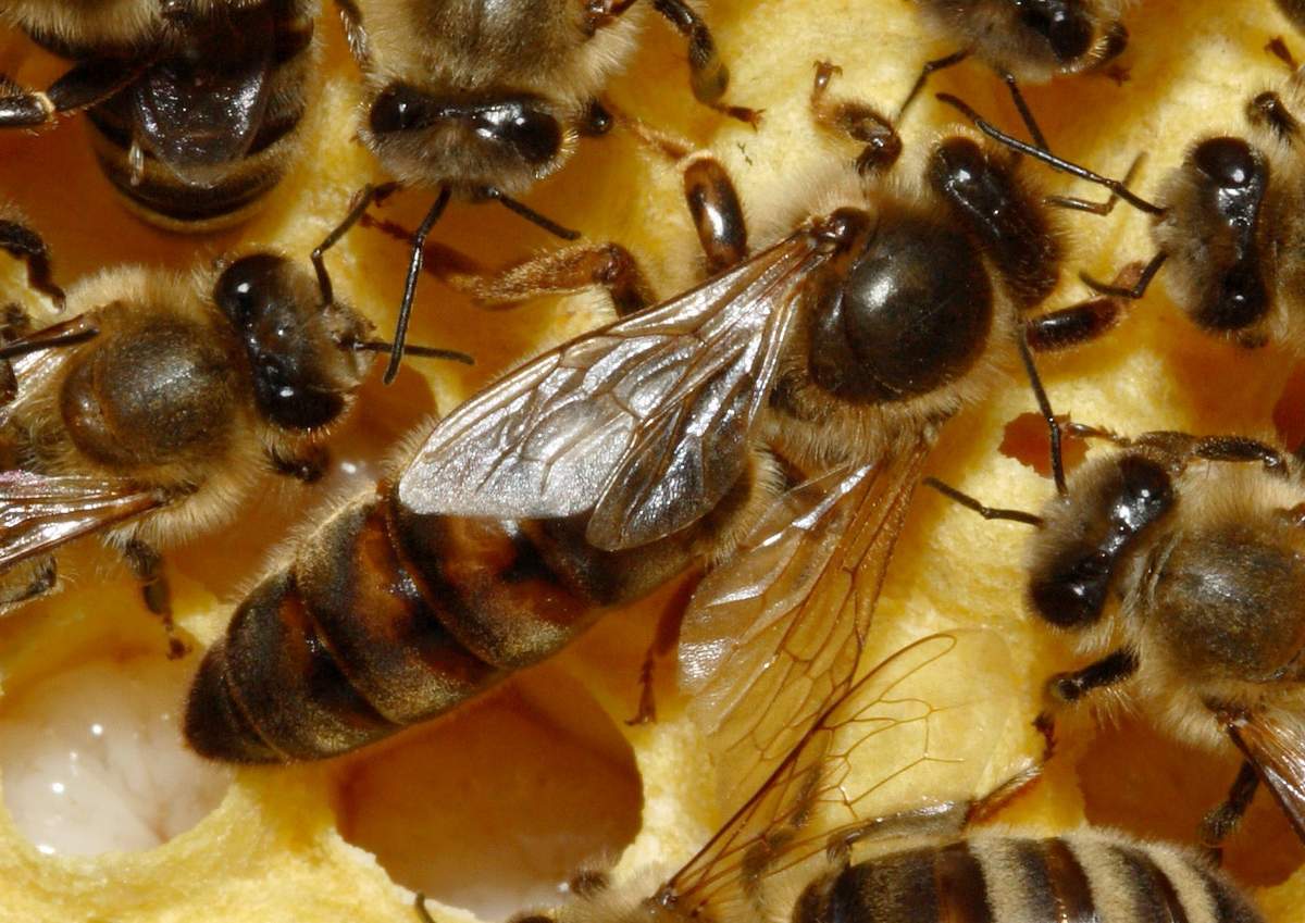 30179 Вывод пчелиных маток