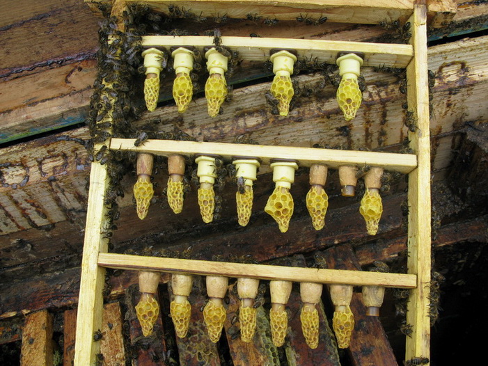Болезни у пчел и их профилактика