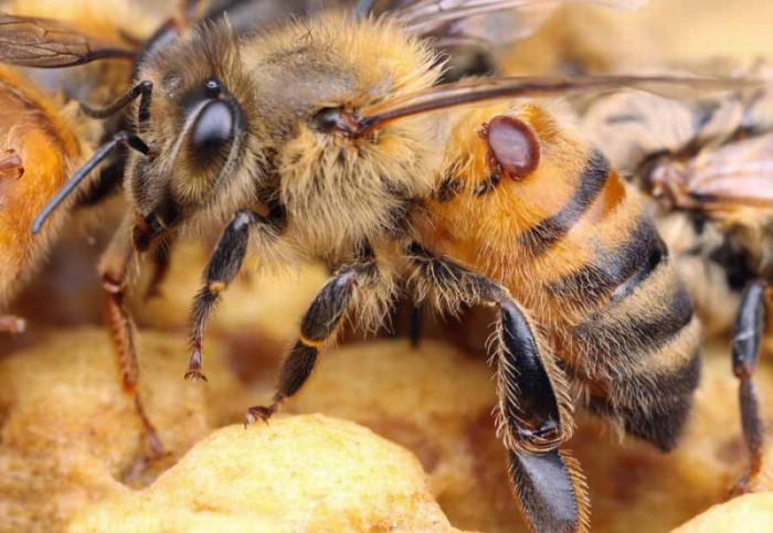 Лечение пчел. Препараты и особенности