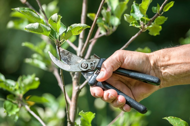 Срочно идем в сад – обрезать деревья