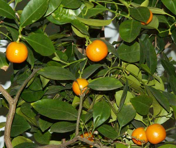 Мини-мандарин выращиваем дома