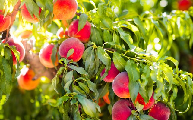Персики, сливы, абрикос из косточки: от дички до нового сорта