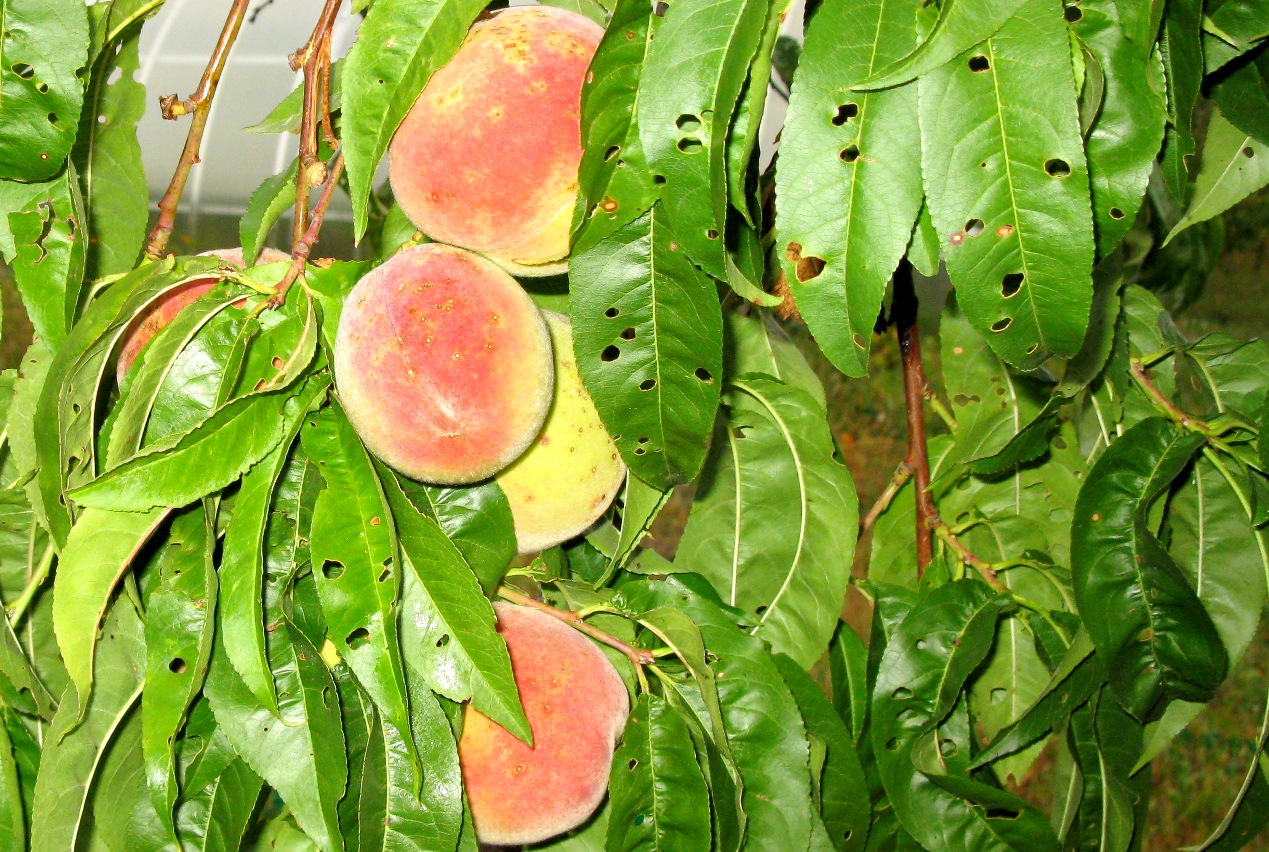 Как защитить персик от болезней