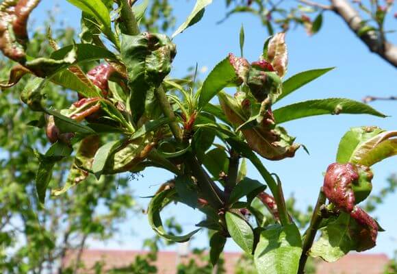 Как защитить персик от болезней