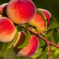 30917 Как защитить персик от болезней