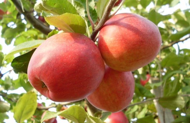 Какие сорта яблок хранятся до весны