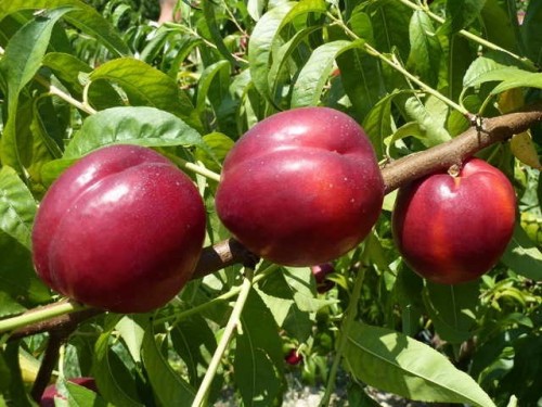 Что сложнее выращивать: персик или нектарин?
