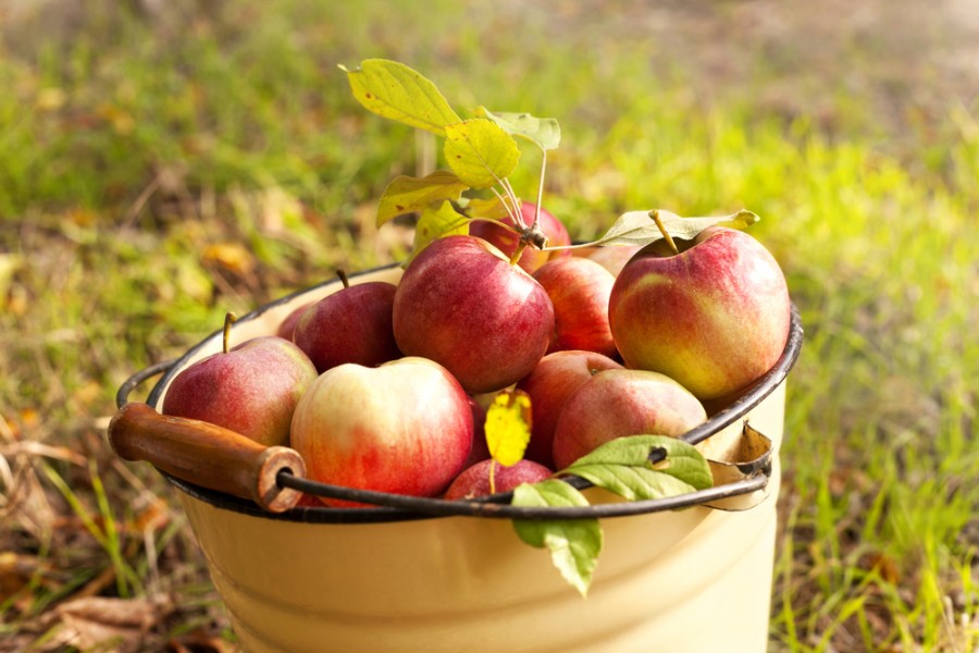 Семь секретов хорошего урожая яблок