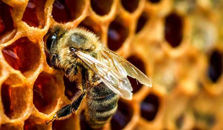 Проблемы с пчелами и их устранение