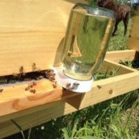 31825 Пчелиный корм: случаи подкормки пчел, различные рецепты