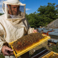 31832 Нормы пчеловодства: правила и законы содержания пчел