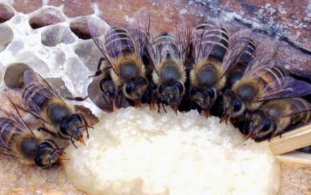 Как приготовить канди для пчел, когда начинать подкормку?