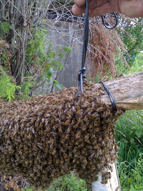 Признаки роения пчел, разновидности и выход пчелиного роя