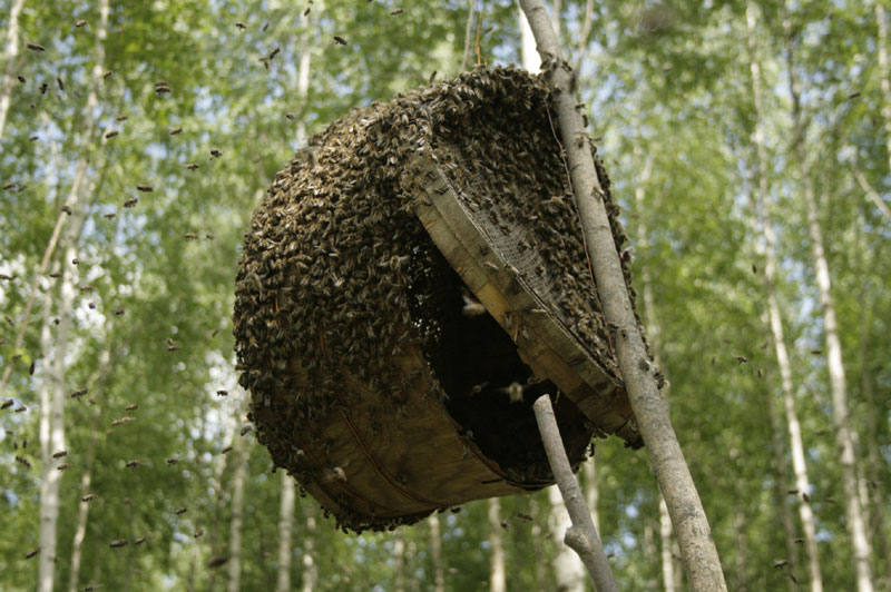 Признаки роения пчел, разновидности и выход пчелиного роя