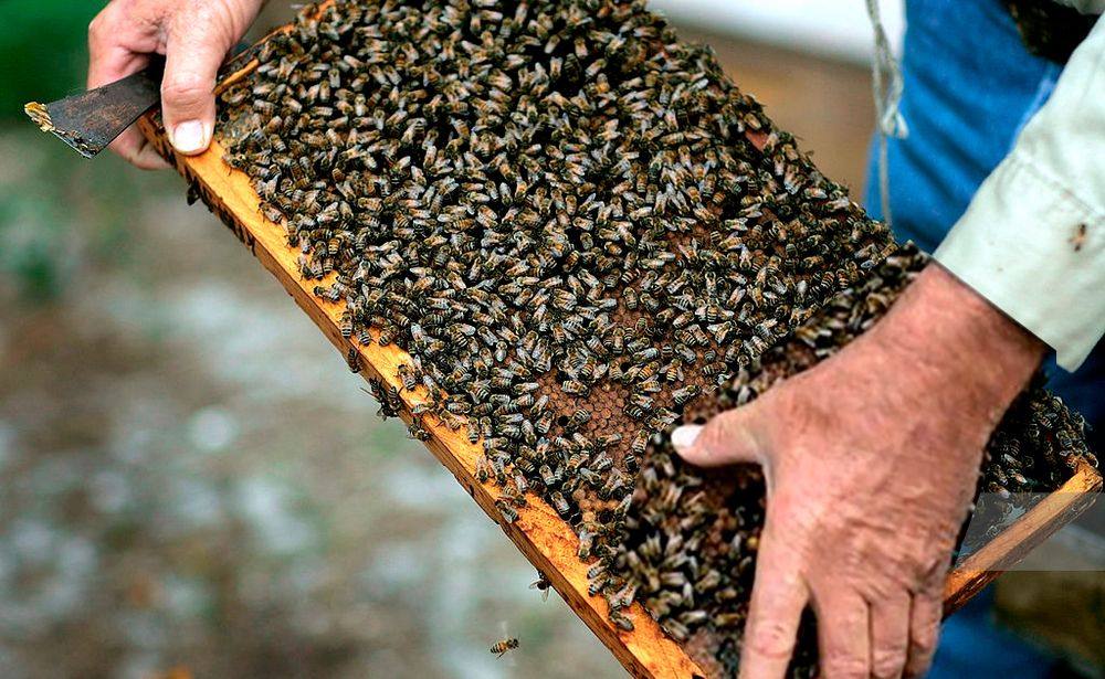 Формирование пчелиных отводков и их виды