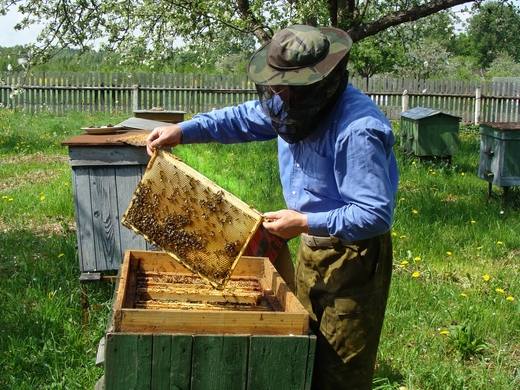 Формирование пчелиных отводков и их виды