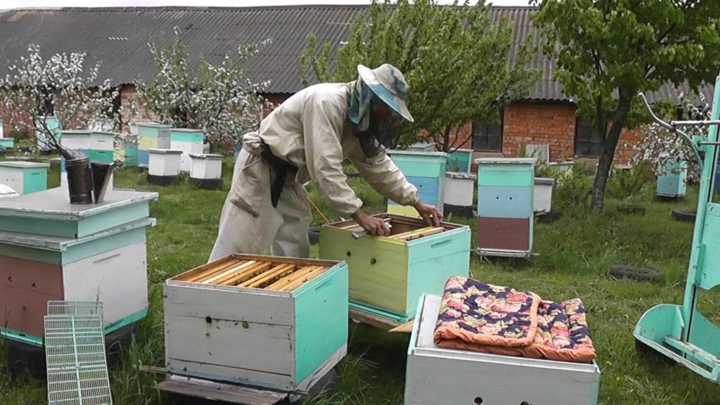 Пчеловодство по методу Цебро, его улей и советы