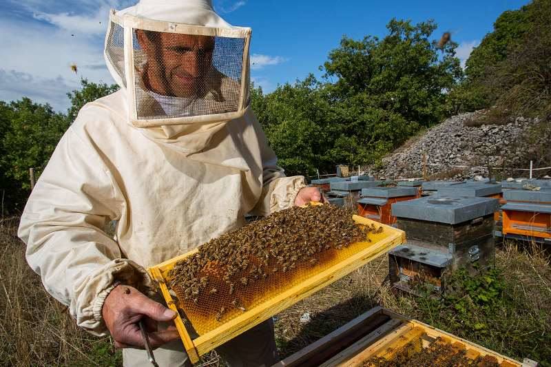 С чего начать пчеловодство: основы пасеки с нуля