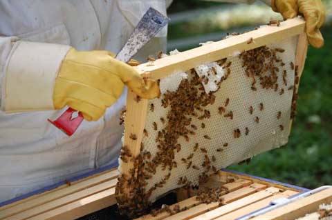 С чего начать пчеловодство: основы пасеки с нуля