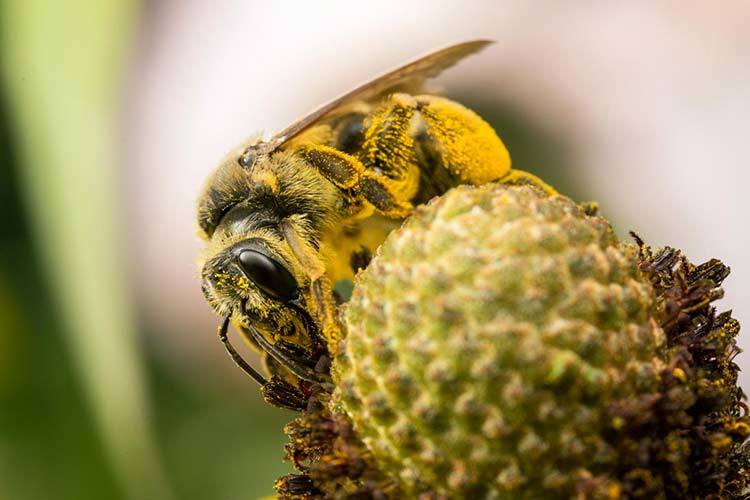 32046 Размножение пчел: естественные и искусственные формы