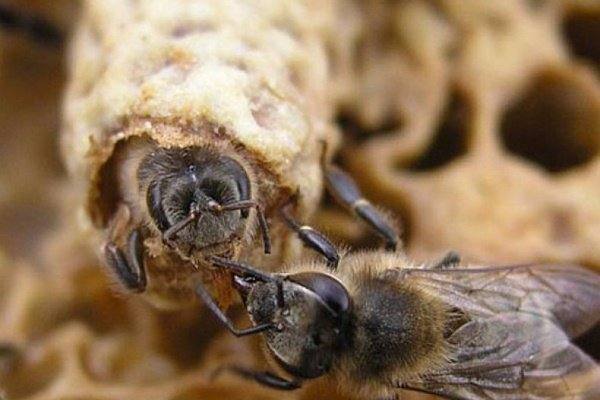 Размножение пчел: естественные и искусственные формы