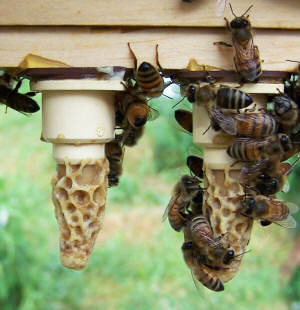 Все о развитии и жизни пчеломатки