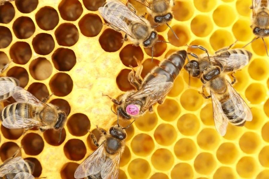 Все о развитии и жизни пчеломатки