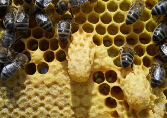 Как вывести пчелиные матки?
