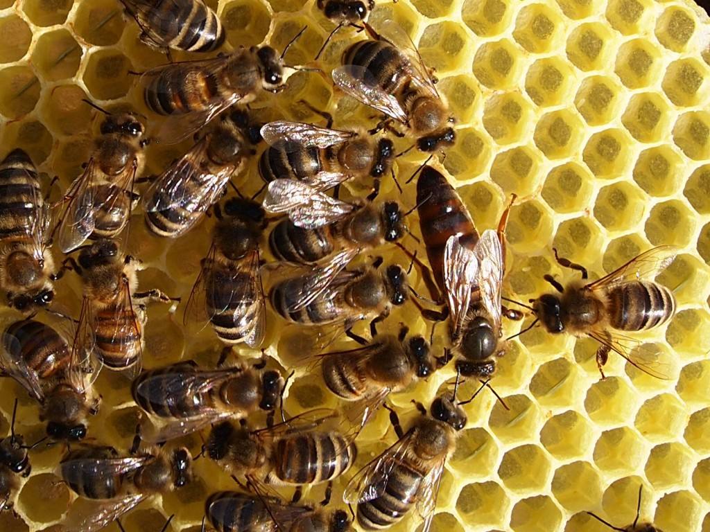 32100 Как вывести пчелиные матки?