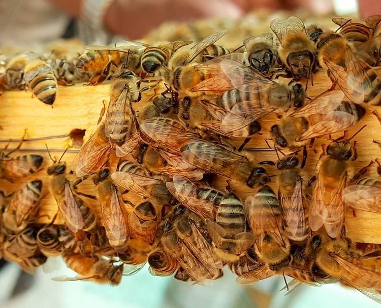 Как вывести пчелиные матки?